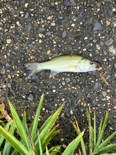 ブラックバスの釣果