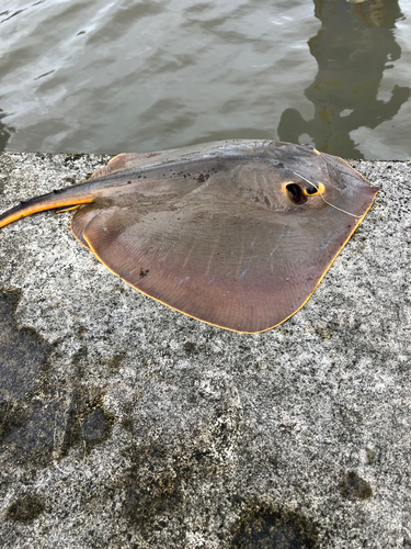 アカエイの釣果