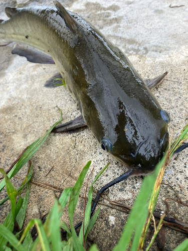 アメリカナマズの釣果