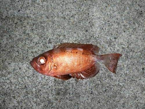 キントキダイの釣果