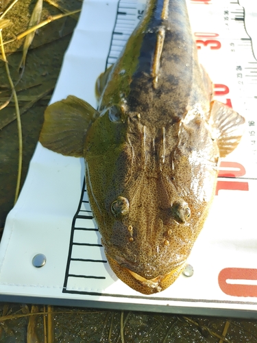 マゴチの釣果