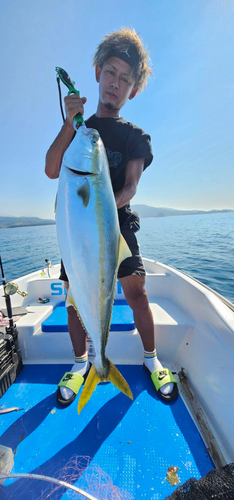 ブリの釣果