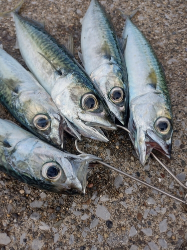 サバの釣果