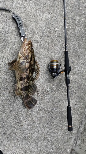 タケノコメバルの釣果