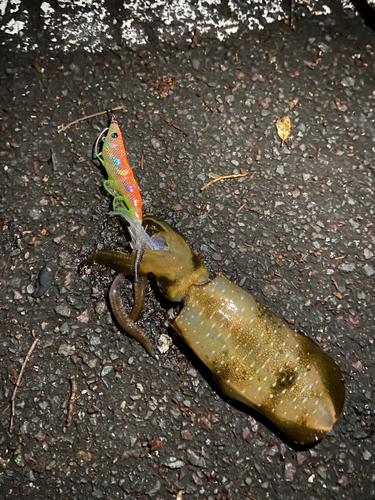 アオリイカの釣果