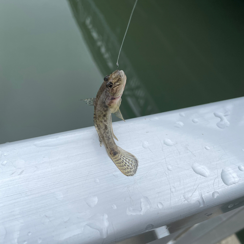 ハゼの釣果