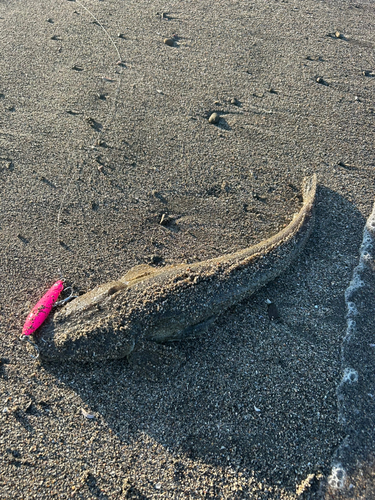 マゴチの釣果