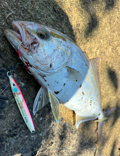 ネリゴの釣果