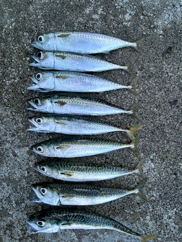 サバの釣果