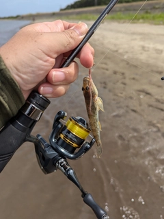 ハゼの釣果