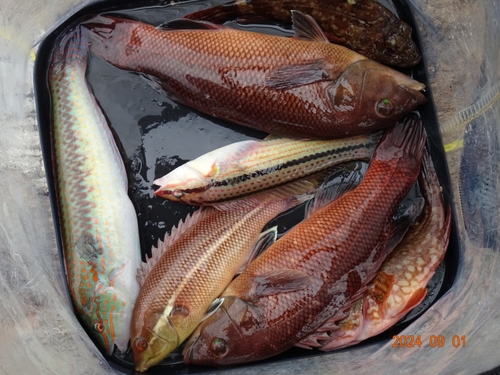 コブダイの釣果