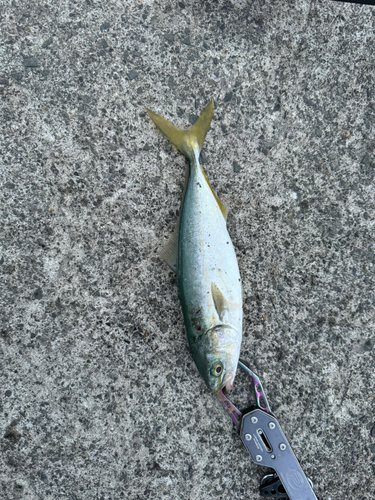 ツバスの釣果