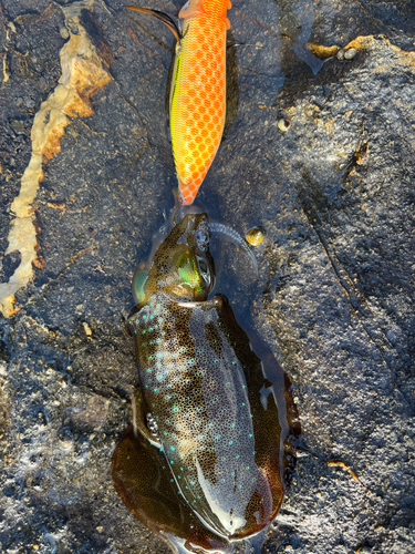 アオリイカの釣果