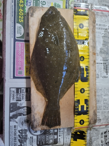 ヒラメの釣果