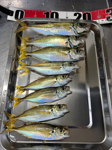 アジの釣果