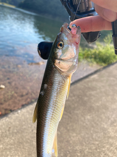 釣果