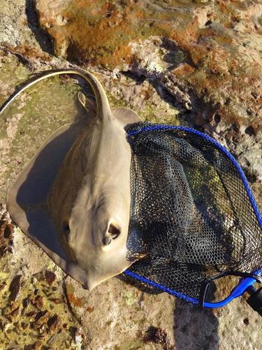 エイの釣果