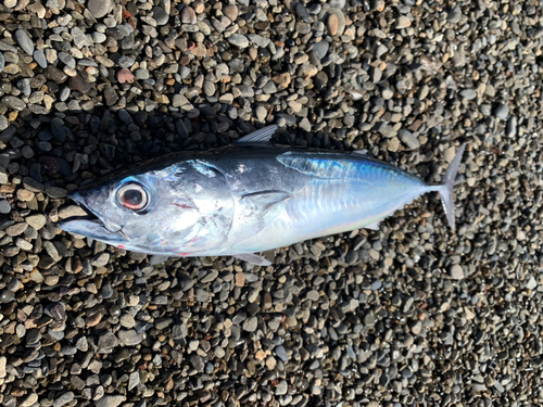 ソウダガツオの釣果