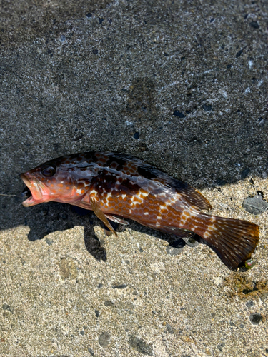 キジハタの釣果