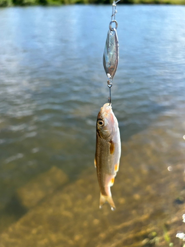 ウグイの釣果