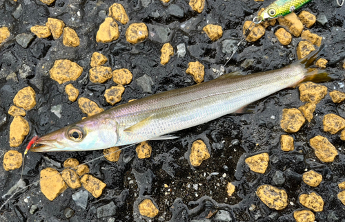 カマスの釣果