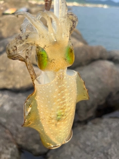 アオリイカの釣果