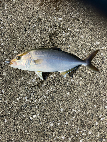 ショゴの釣果