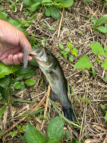 ラージマウスバスの釣果