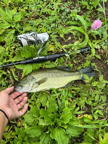 ラージマウスバスの釣果