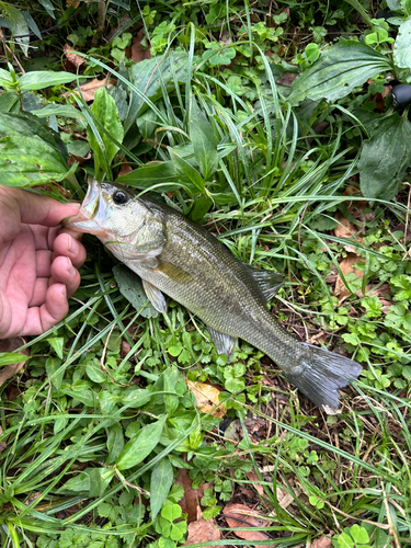 ラージマウスバスの釣果