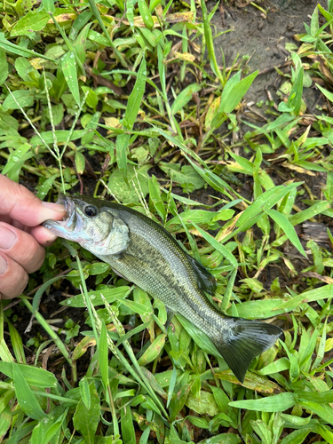 ラージマウスバスの釣果