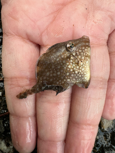 アミメハギの釣果