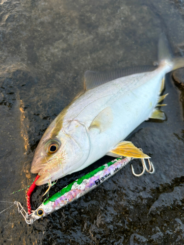 ショゴの釣果