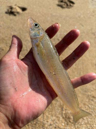 シロギスの釣果