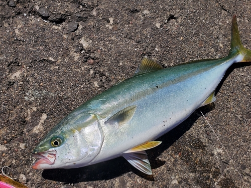 イナダの釣果