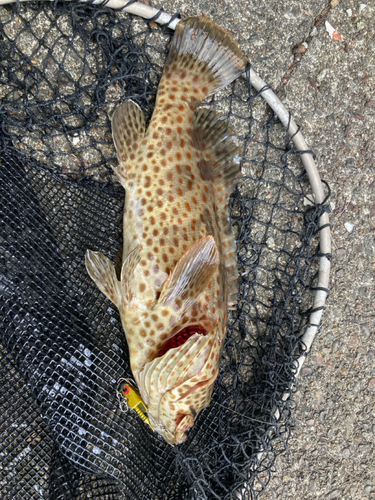 チャイロマルハタの釣果