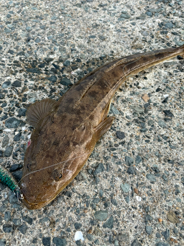 マゴチの釣果