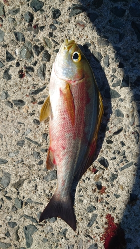 イサキの釣果