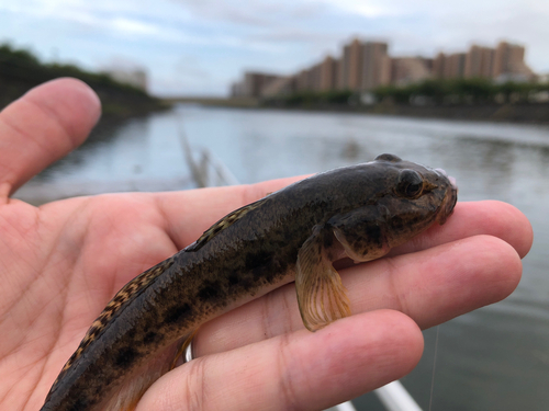 ハゼの釣果