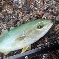 ツバイソの釣果