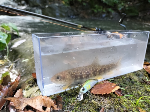 イワナの釣果