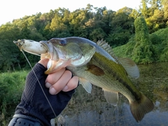 ラージマウスバスの釣果