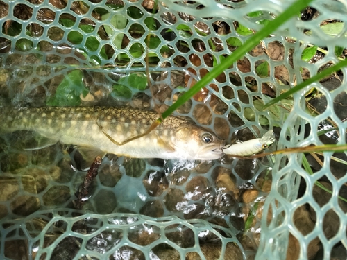 イワナの釣果