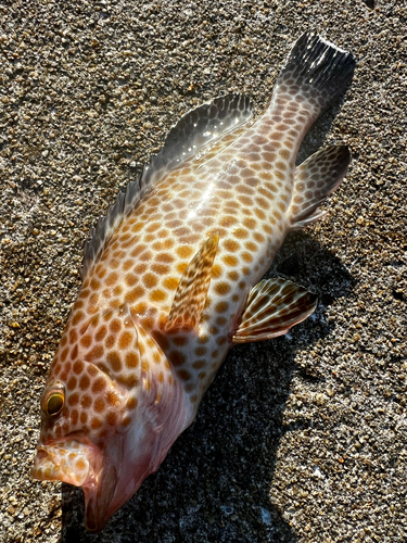 オオモンハタの釣果