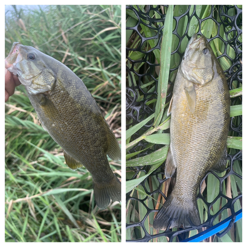 スモールマウスバスの釣果