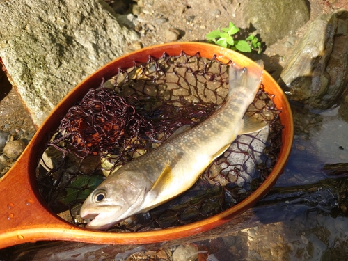 ニッコウイワナの釣果