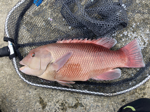 コブダイの釣果