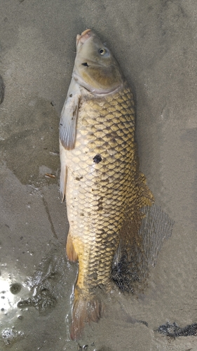 コイの釣果