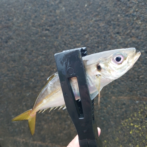 マアジの釣果