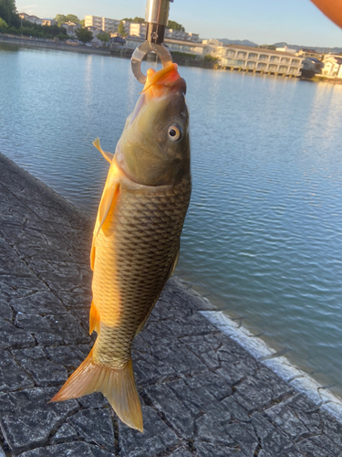 コイの釣果